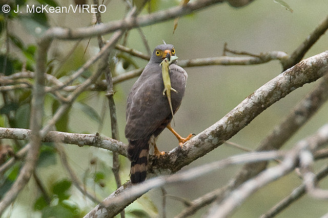 Roadside Hawk m57-6-029.jpg